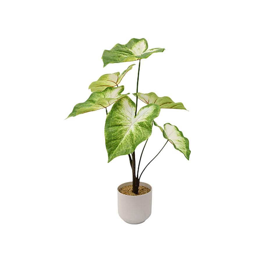 Alocasia Green Potted 65 cm