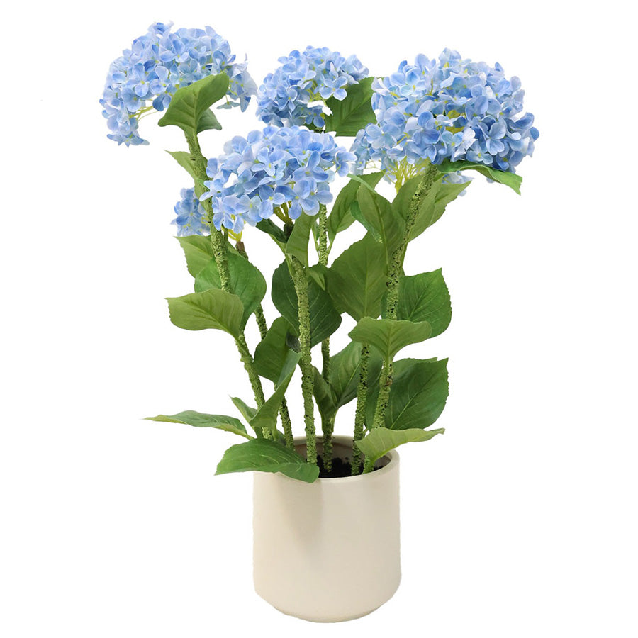 Hydrangea Potted 70 cm