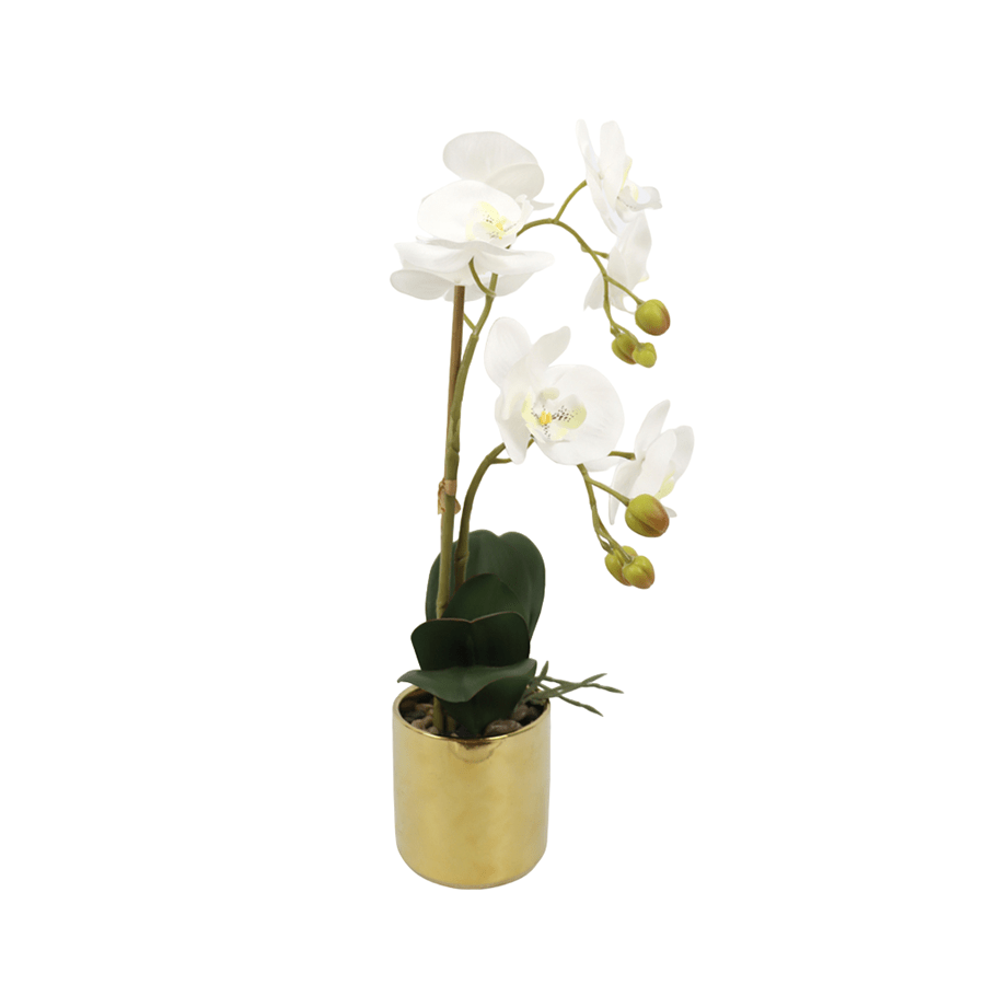 Phalaenopsis White in Gold Pot Phalaenopsis White in Gold Pot Mandaue Foam