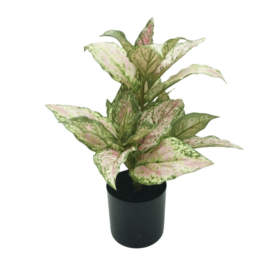 Red Valentine Aglaonema in Pot
