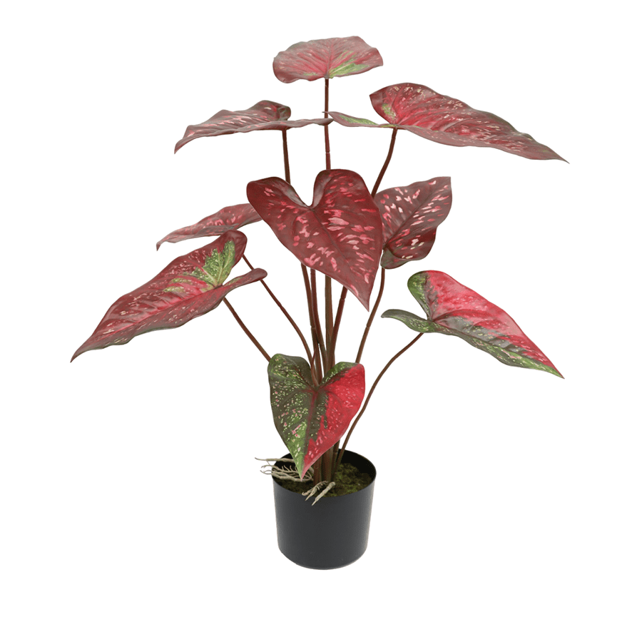 Red Alocasia in Pot