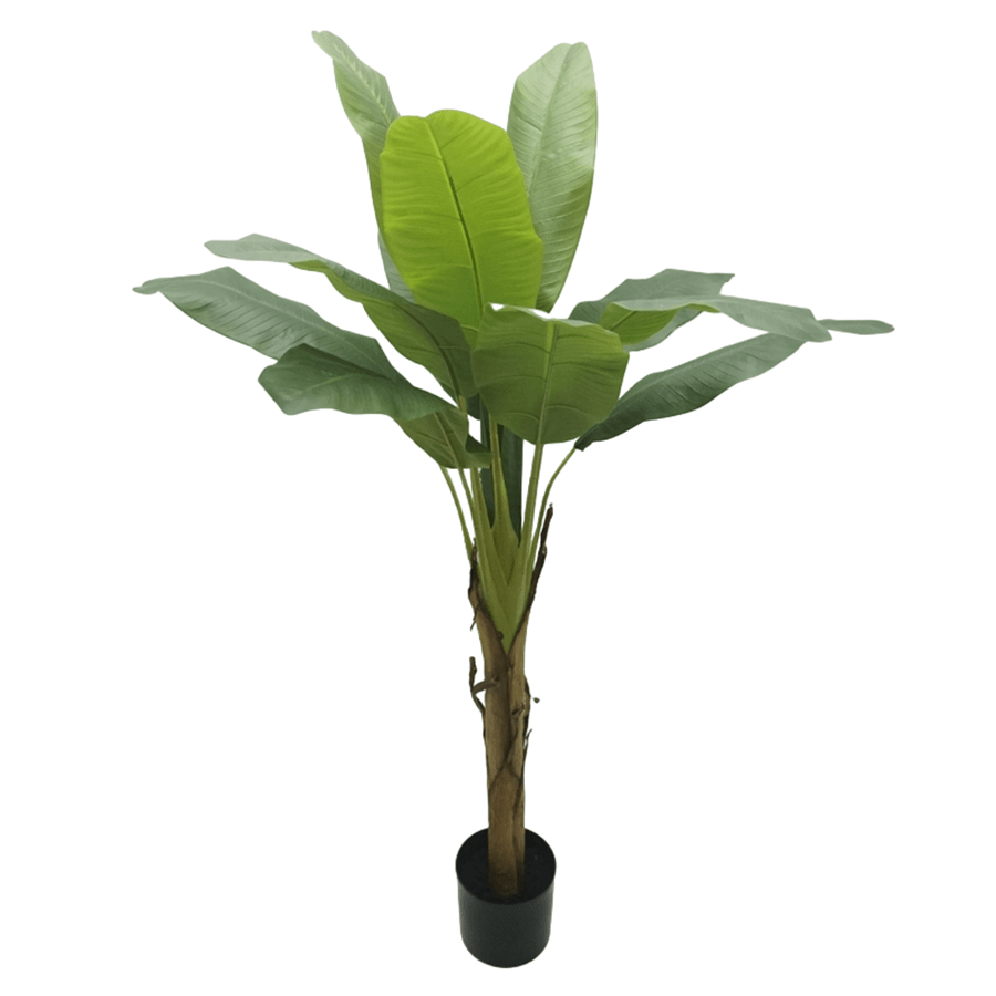 Musa Ornata in Pot