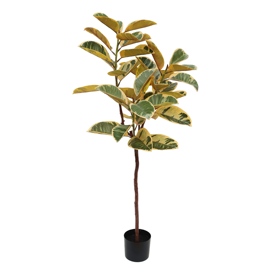 Tineke Rubber Plant in Pot