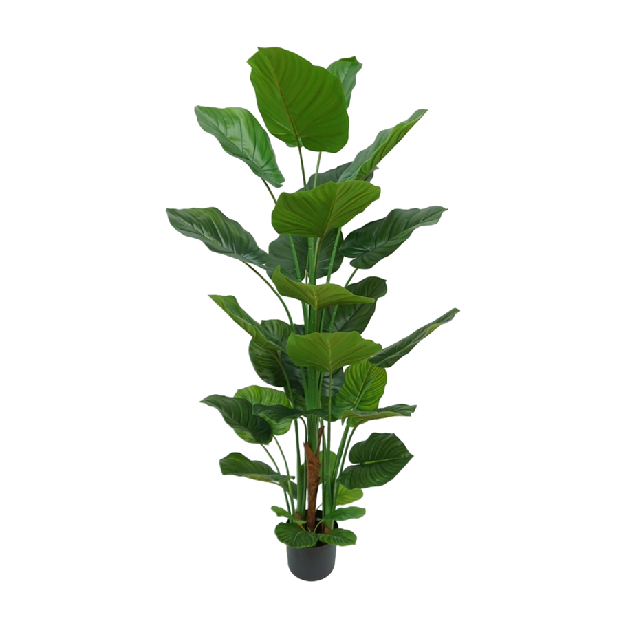 Philodendron in Pot