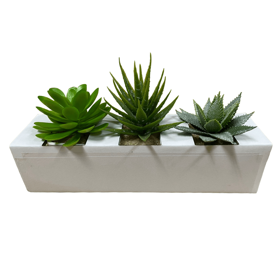 Succulent Varieties Set of 3