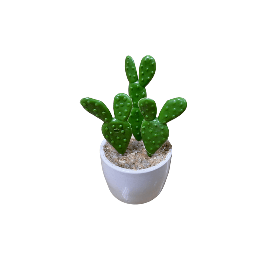 Bunny Ear Plant on Pot