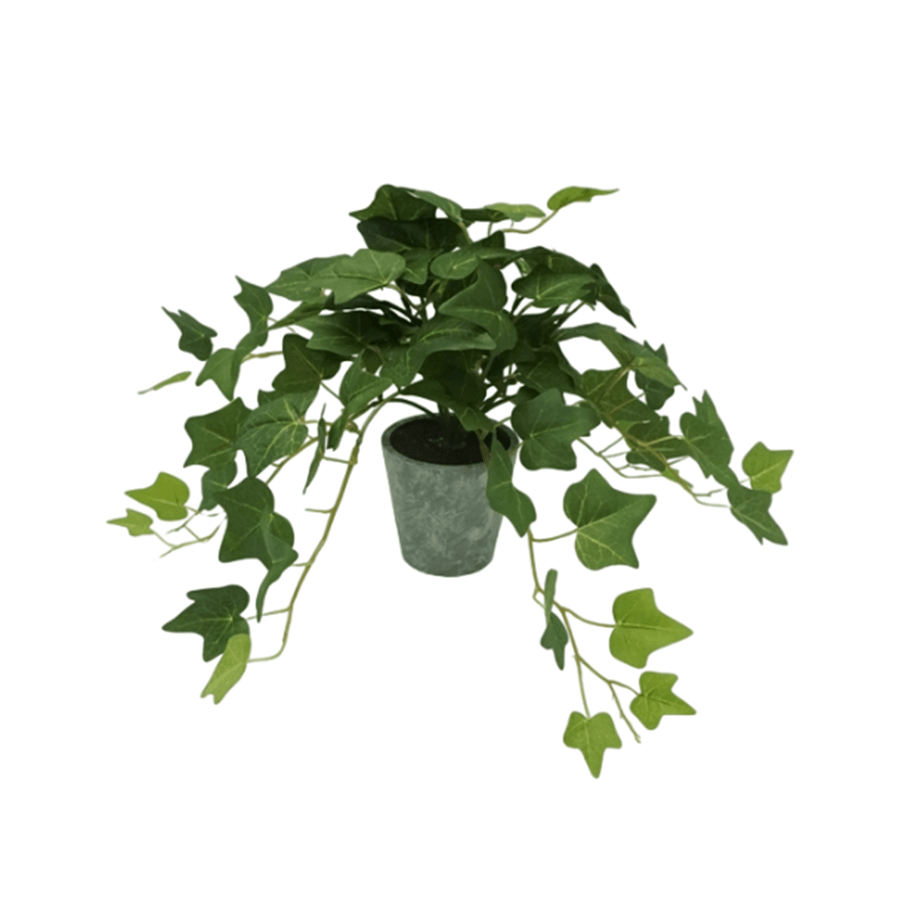 English Ivy 26 cm English Ivy 26 cm Mandaue Foam