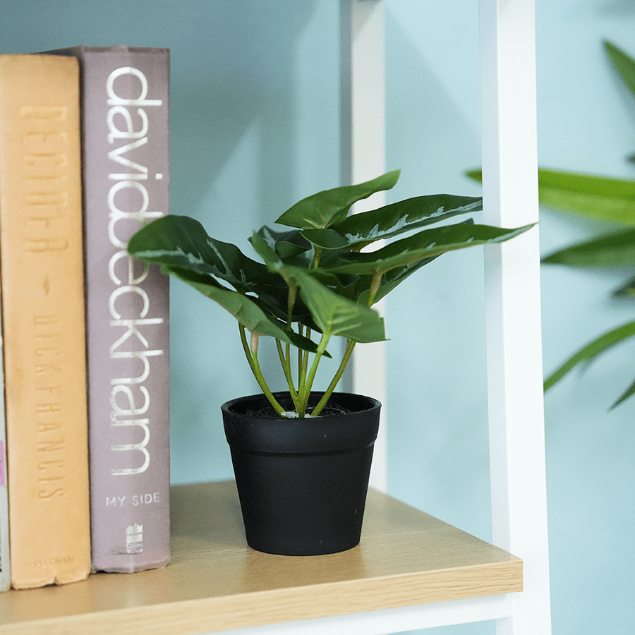 Sygonium Potted Plant Sygonium Potted Plant Mandaue Foam