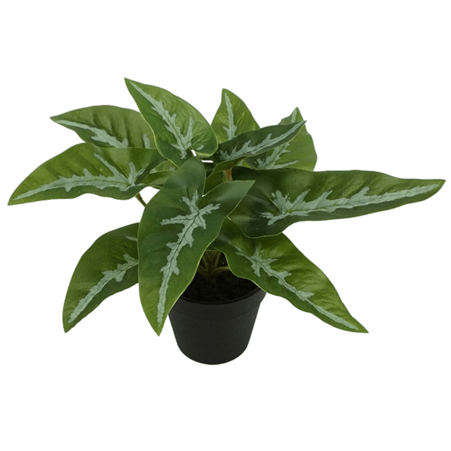 Sygonium Potted Plant Sygonium Potted Plant Mandaue Foam