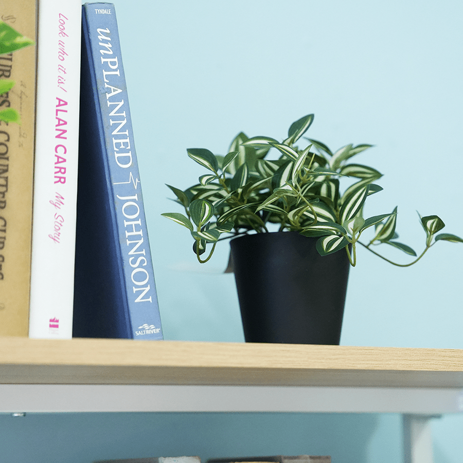 Tradescantia Hanging Plant Tradescantia Hanging Plant Mandaue Foam