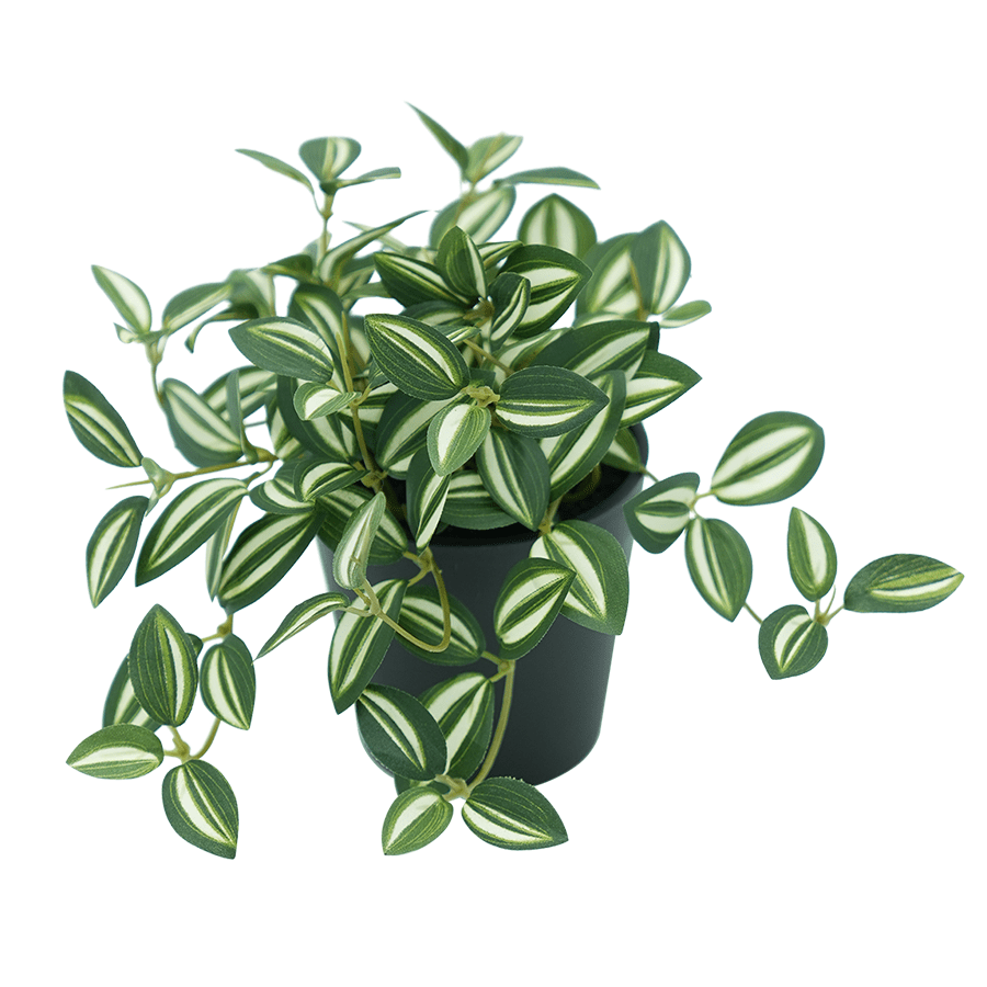Tradescantia Hanging Plant Tradescantia Hanging Plant Mandaue Foam