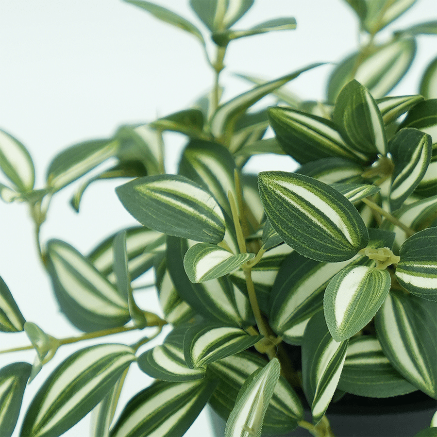 Tradescantia Hanging Plant Tradescantia Hanging Plant Mandaue Foam