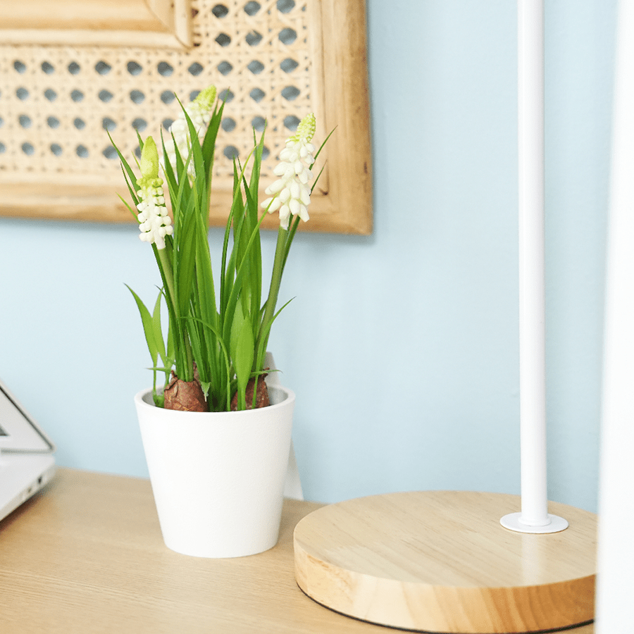 Hyacinth Plant Hyacinth Plant Mandaue Foam