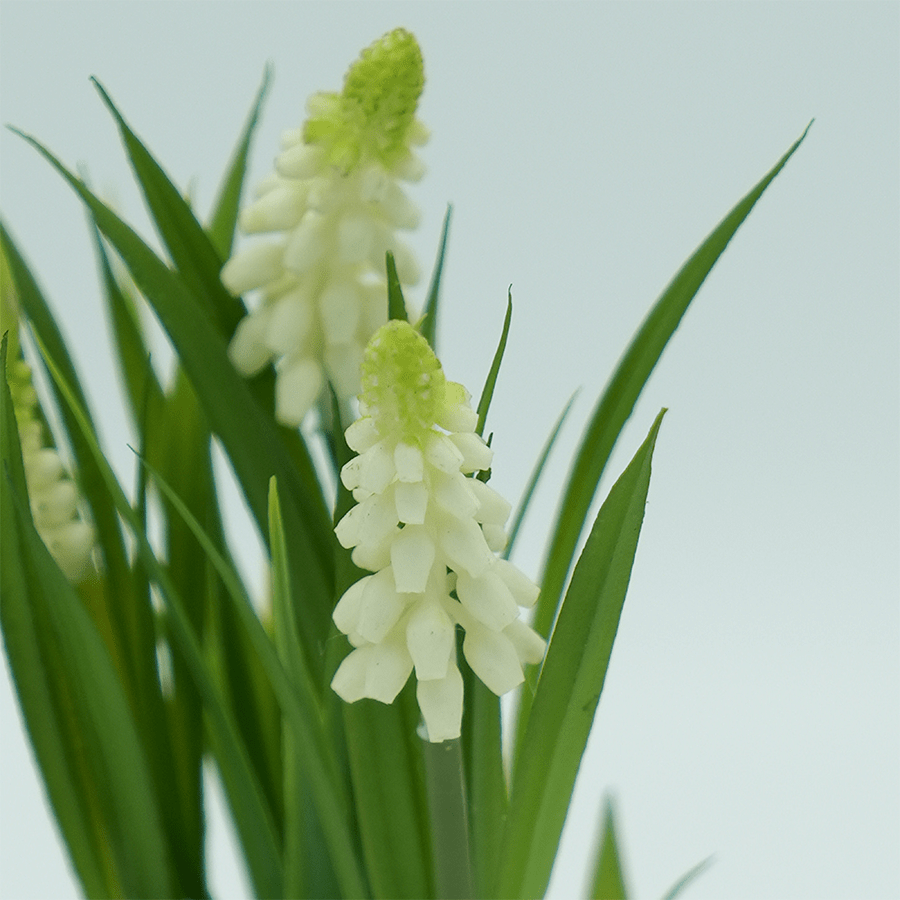 Hyacinth Plant Hyacinth Plant Mandaue Foam