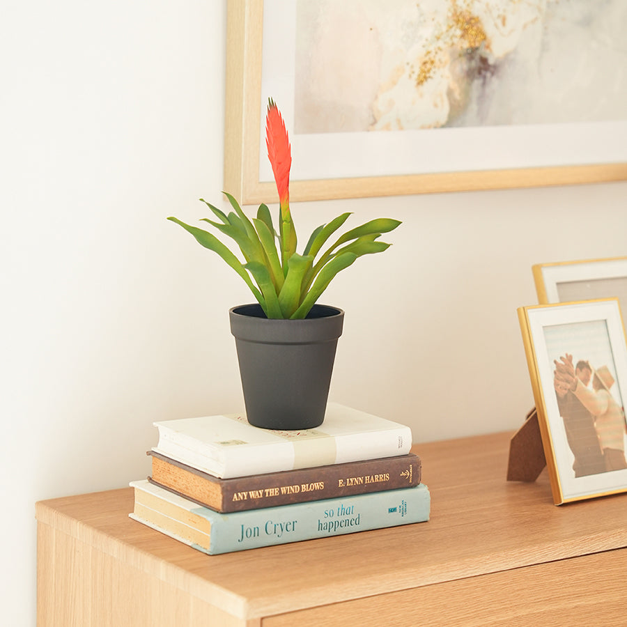 Bromeliad Potted