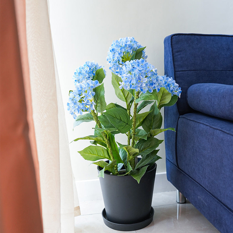 Hydrangea Potted 70 cm
