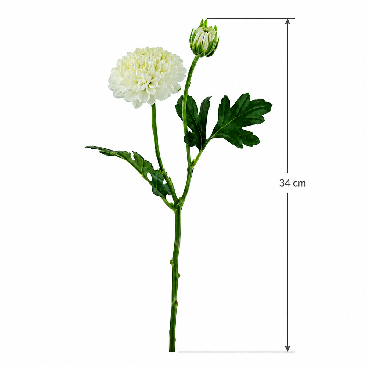 Ranunculous White