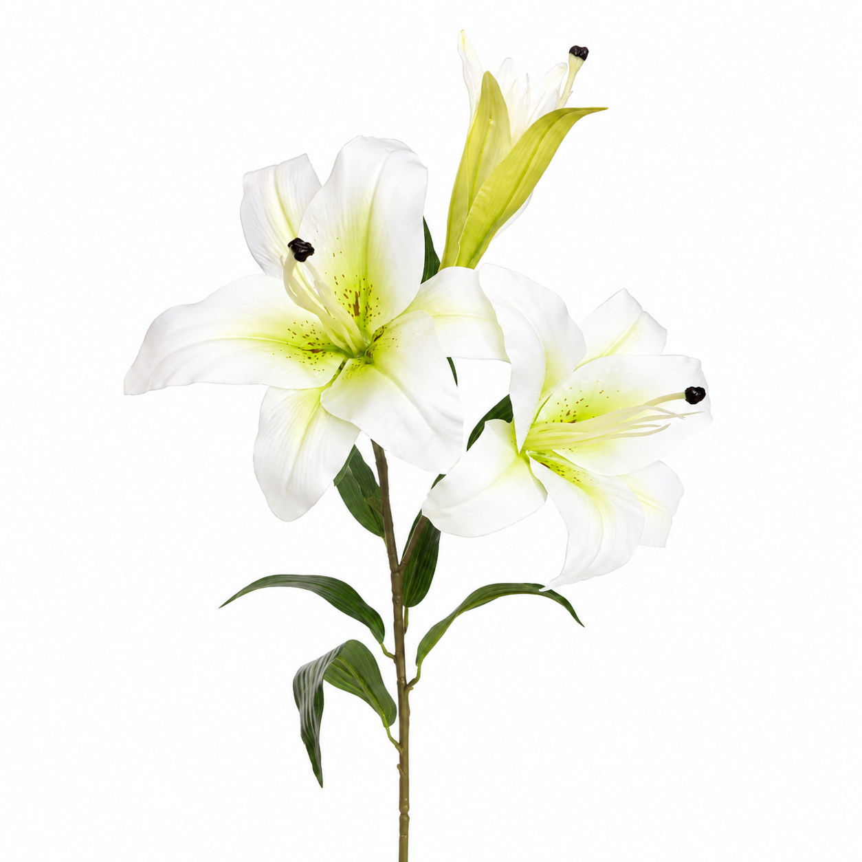 Lilium Single Stem 80 cm