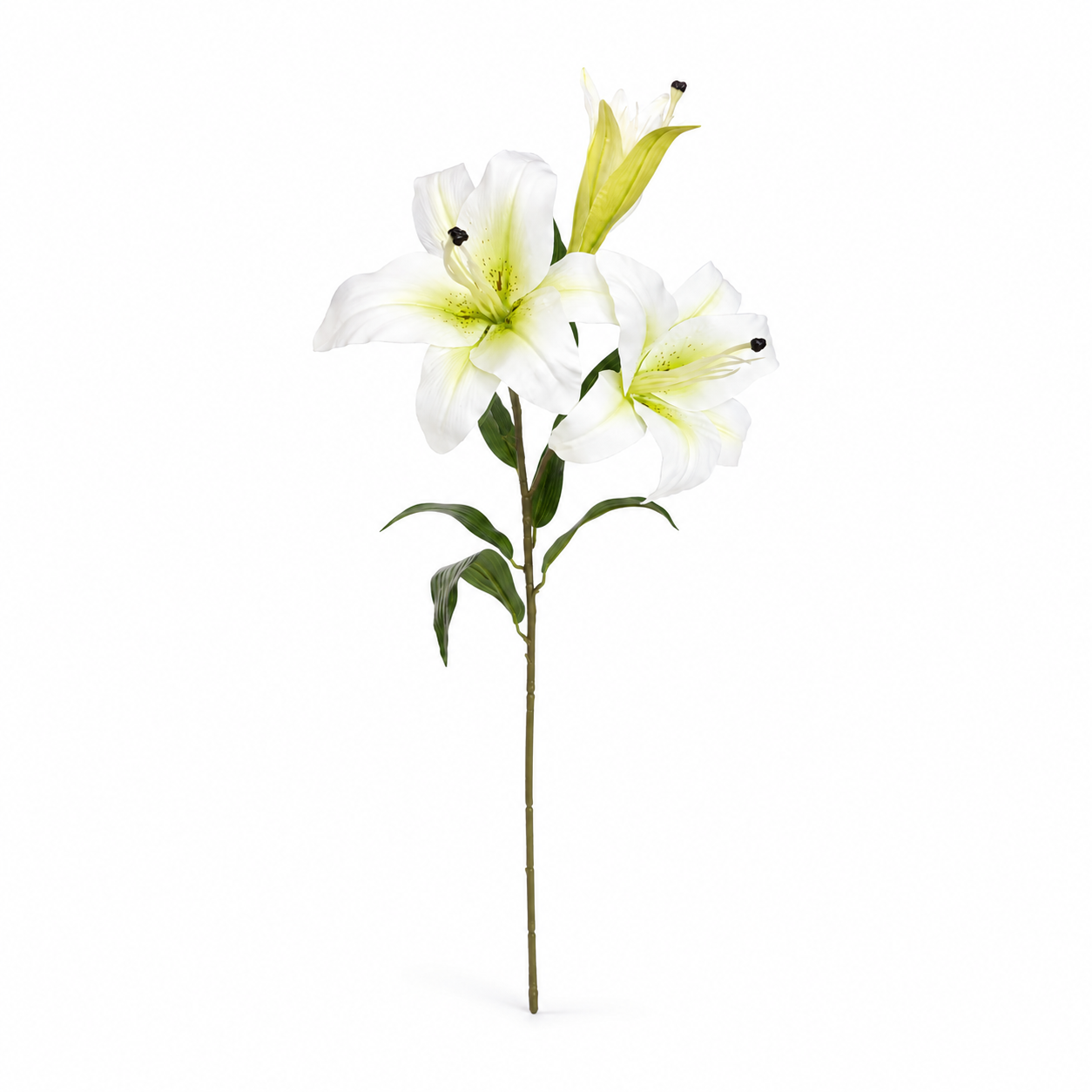 Lilium Single Stem 80 cm