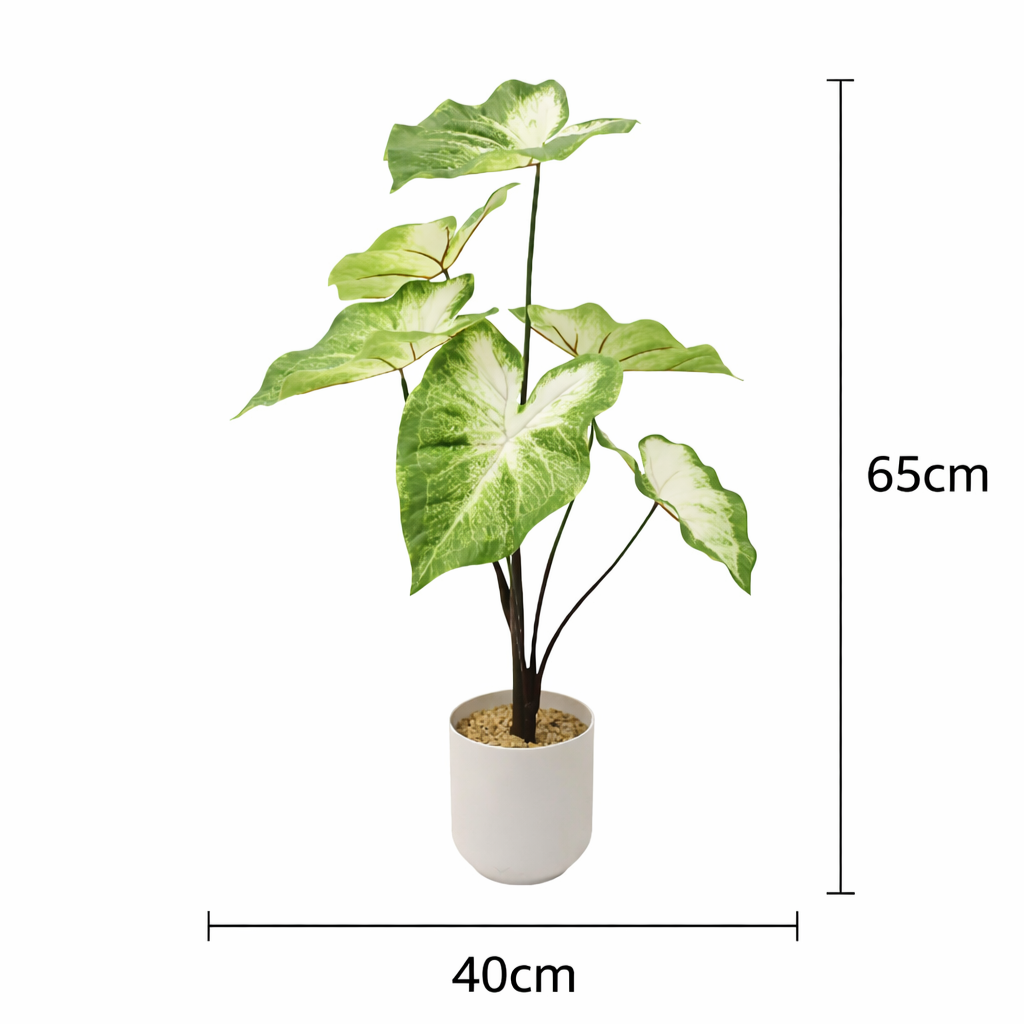 Alocasia Green Potted 65 cm