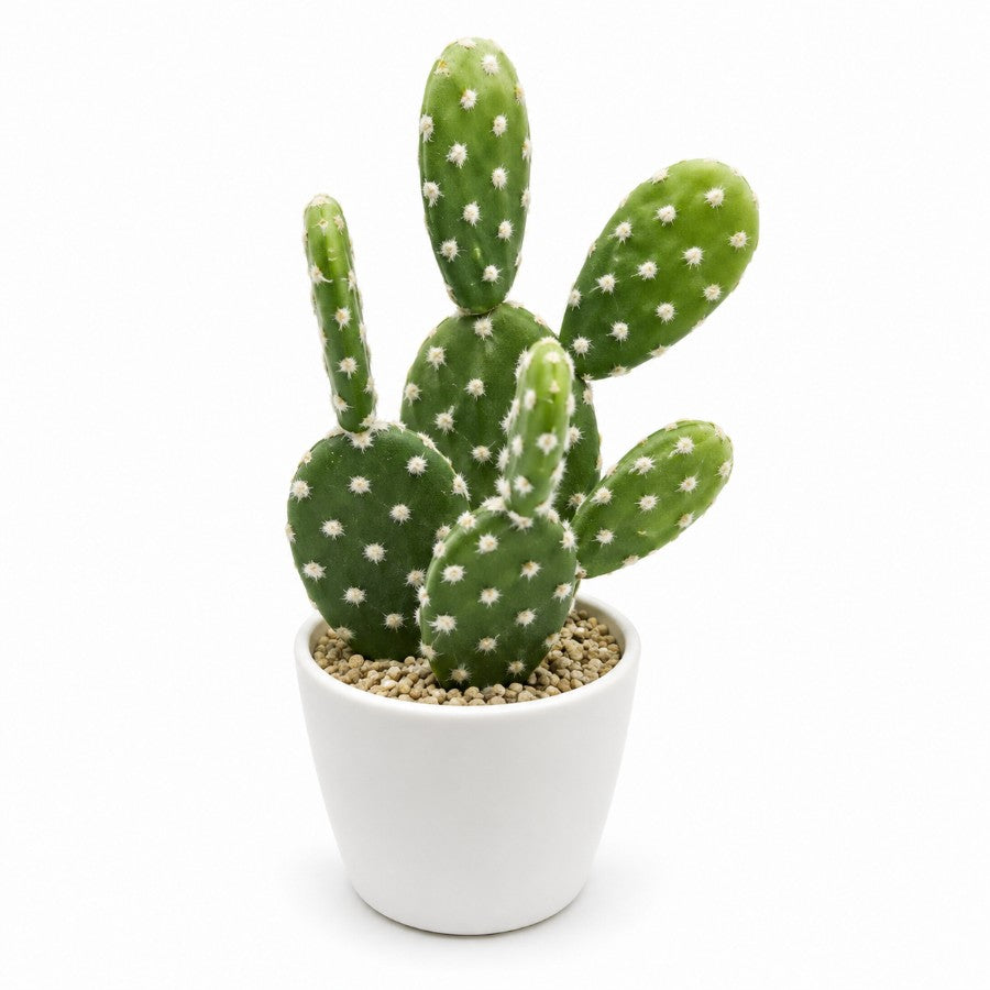 Bunny Ear Cactus