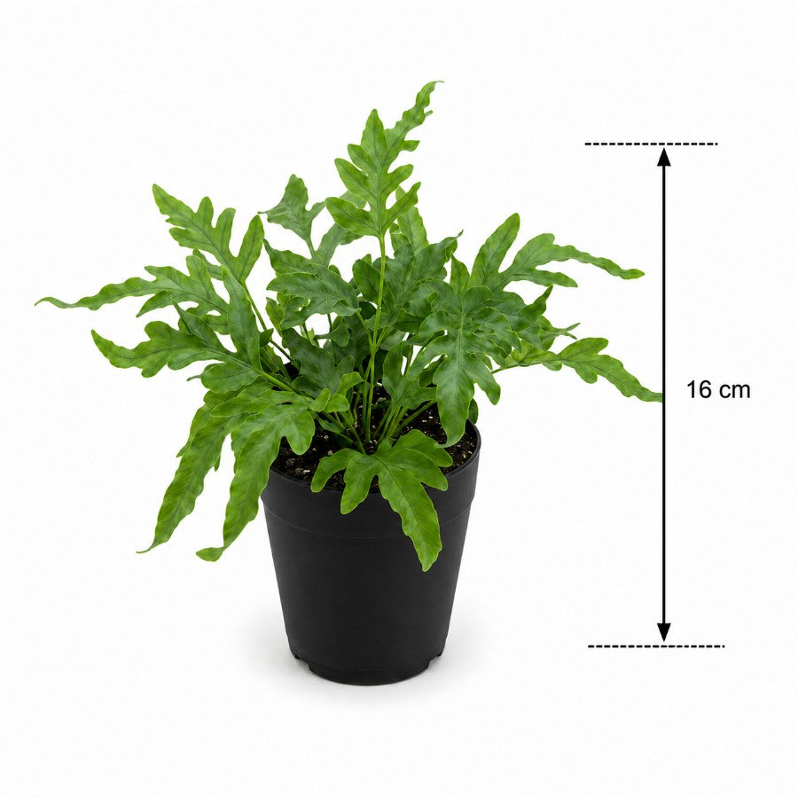 Blue Star Fern