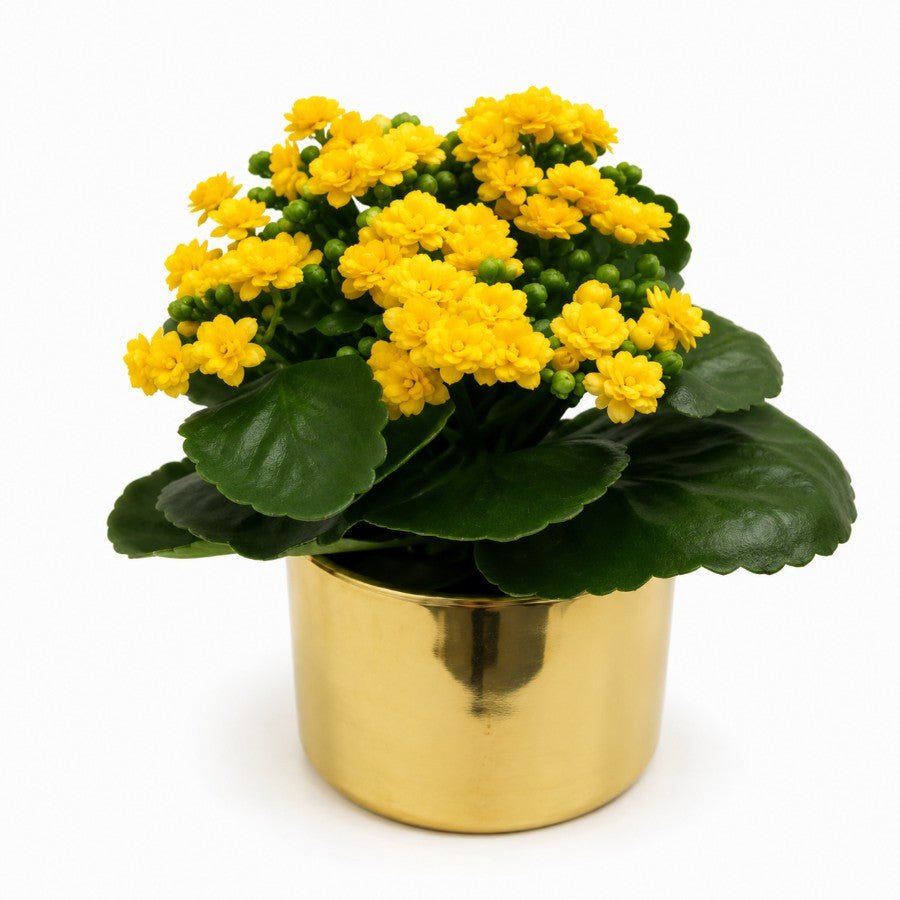 #color_Yellow