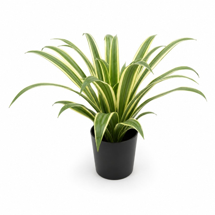 Variegated Agave 36cm