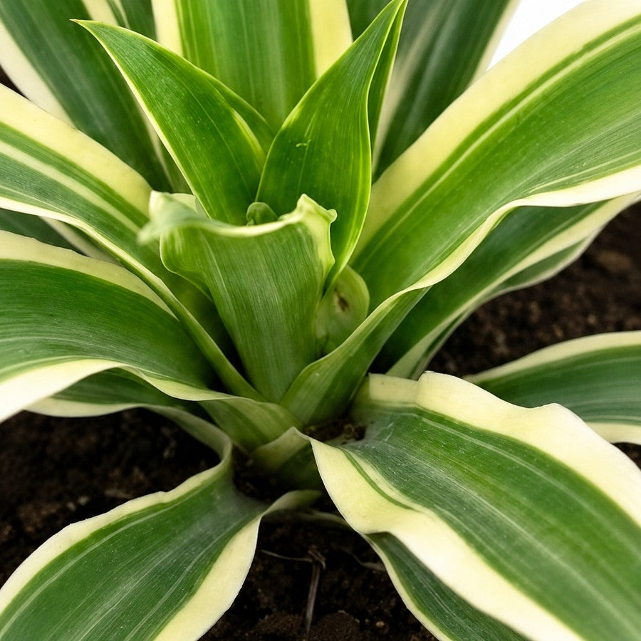 Variegated Agave 36cm