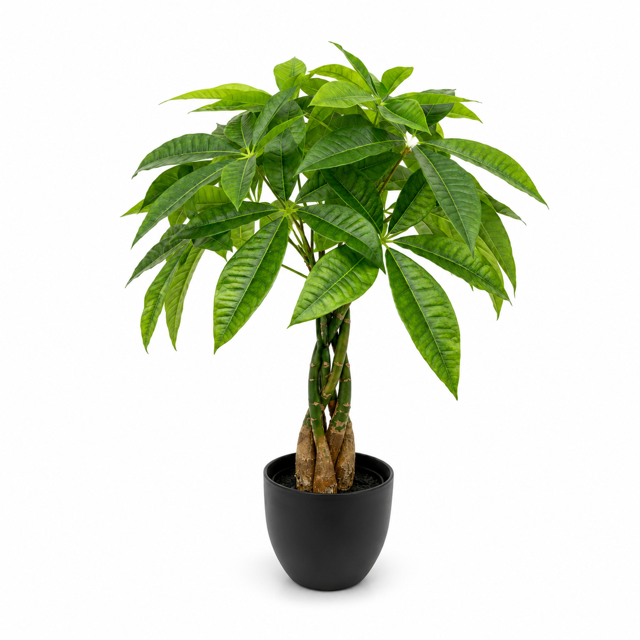 Braided Chestnut