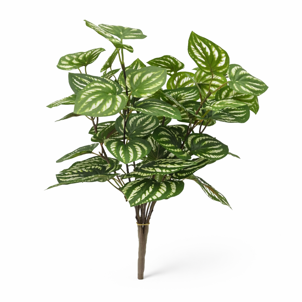 Peperomia Bunch Leaf