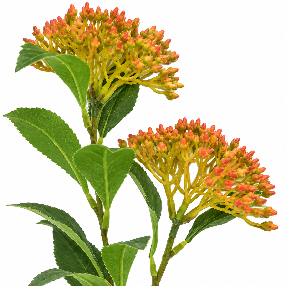 Lindera Flower