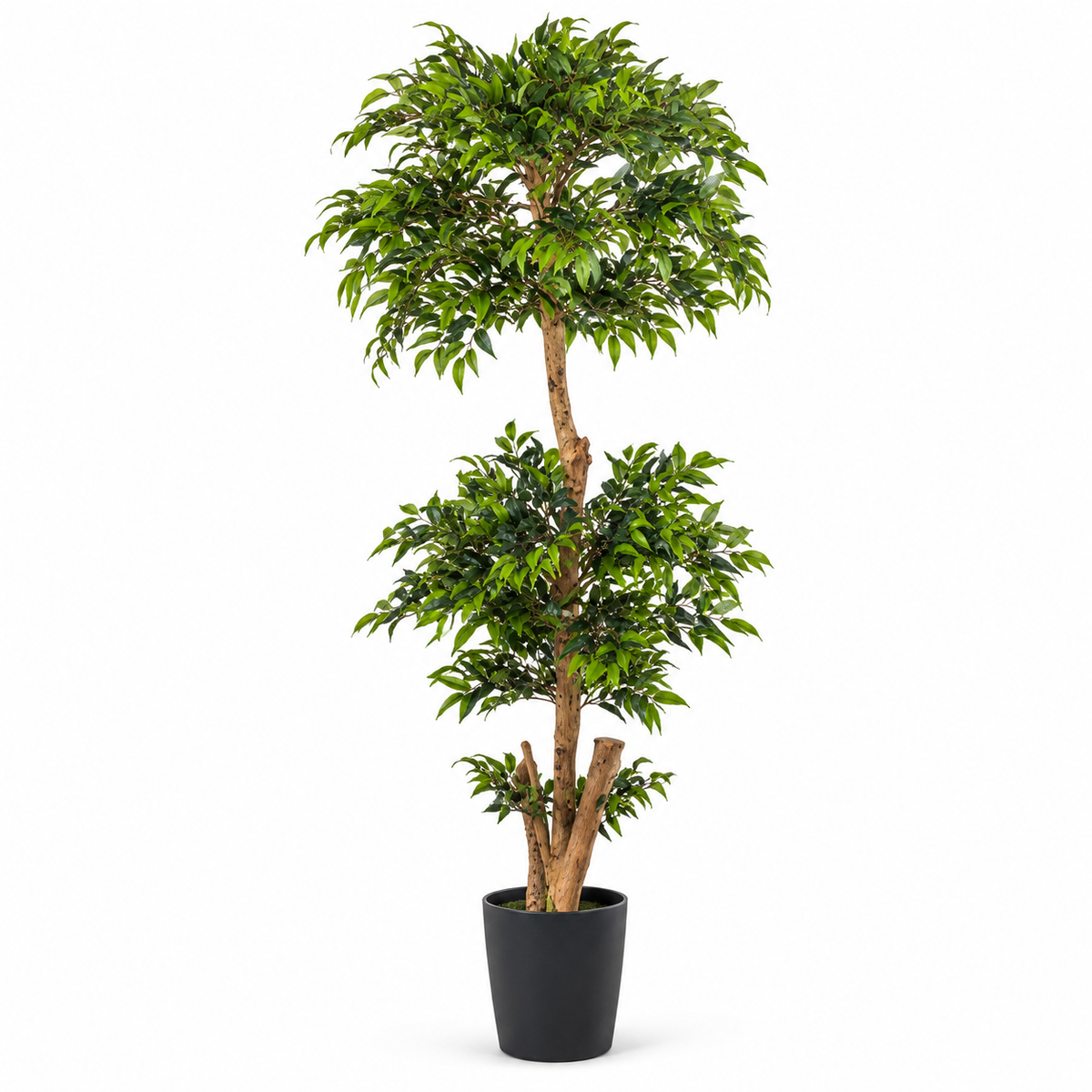 Eucalyptus Topiare Potted Plant 150 cm