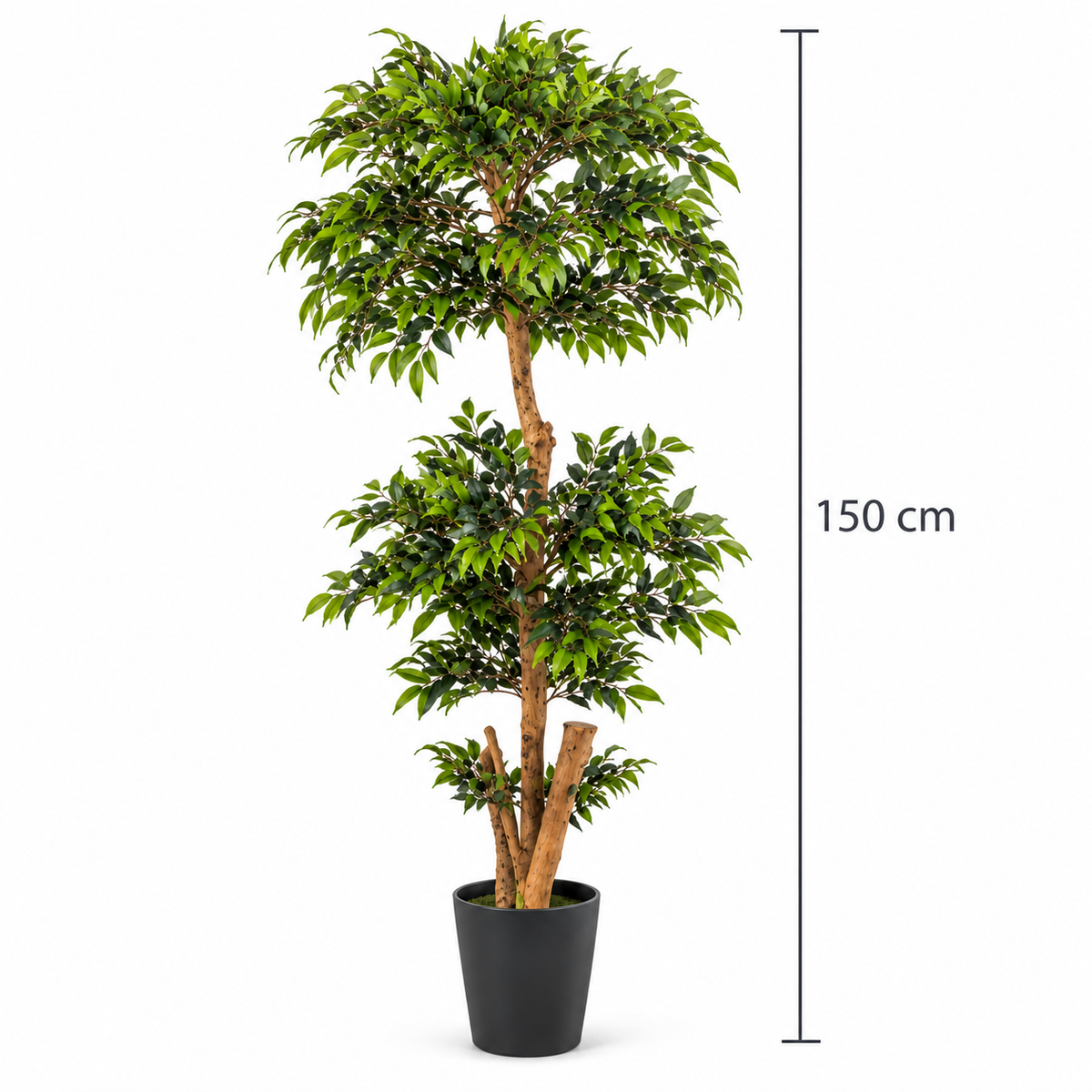 Eucalyptus Topiare Potted Plant 150 cm