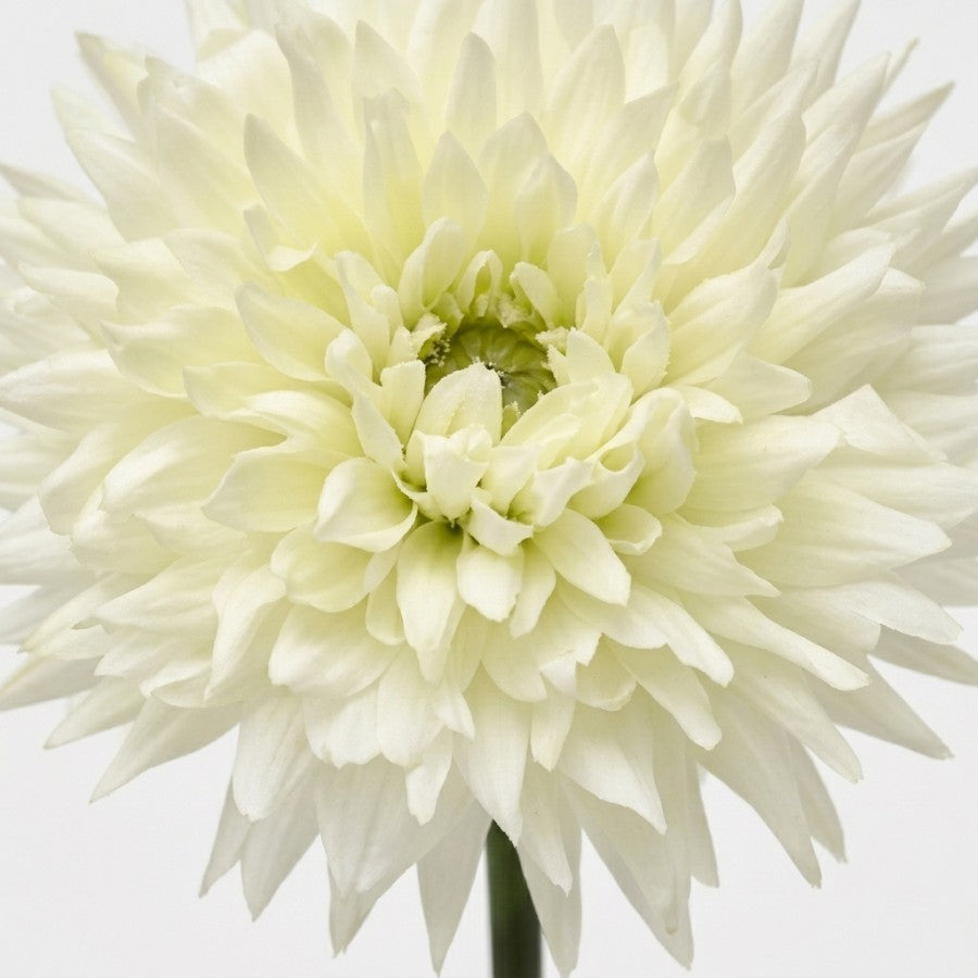 #Color_White