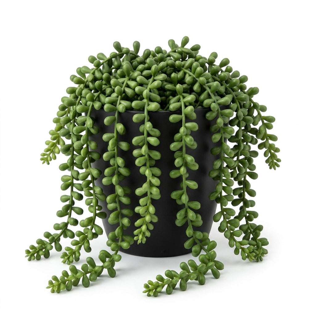 String of Pearl Potted Plant 23 cm