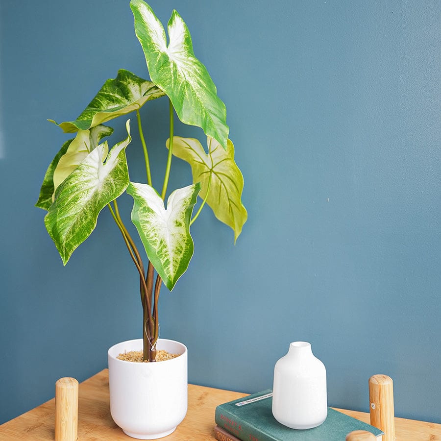 Alocasia Green Potted 65 cm