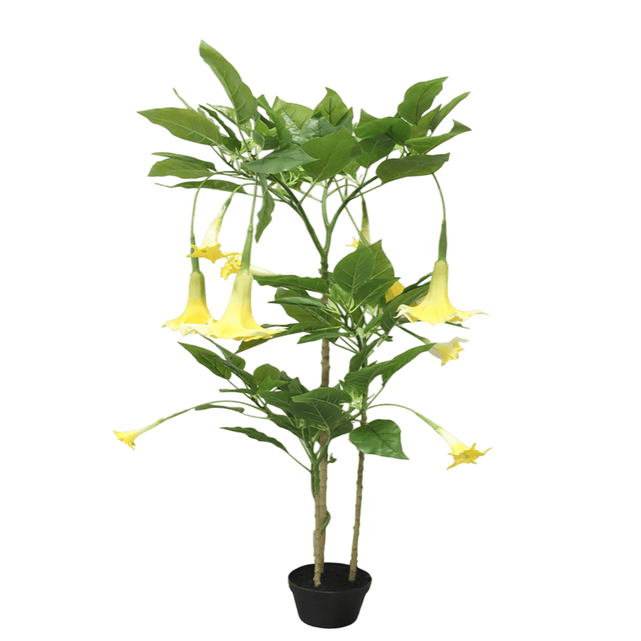 Angel Trumpet Potted Plant 160 cm
