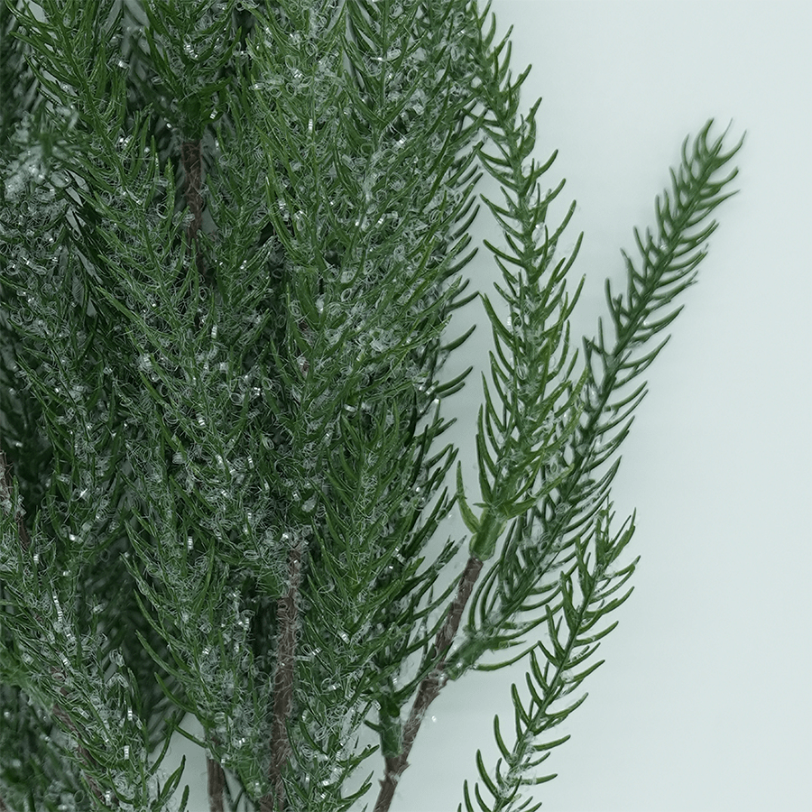 Araucaria Bunch Araucaria Bunch Mandaue Foam