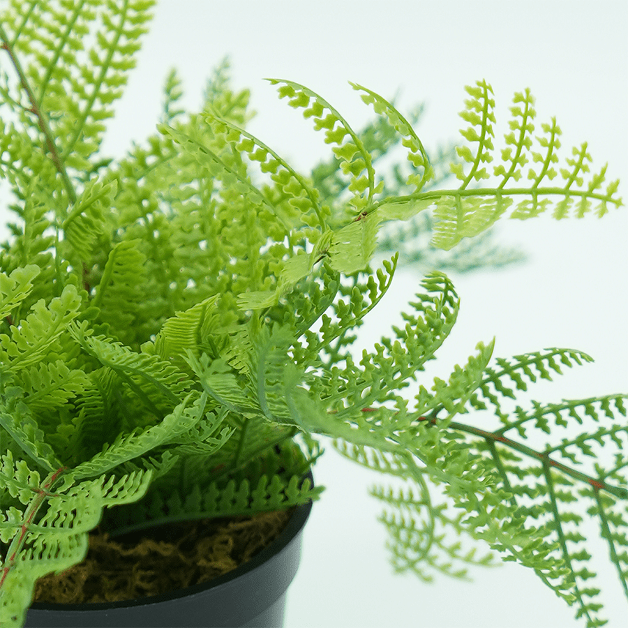 Boston Fern Boston Fern Mandaue Foam