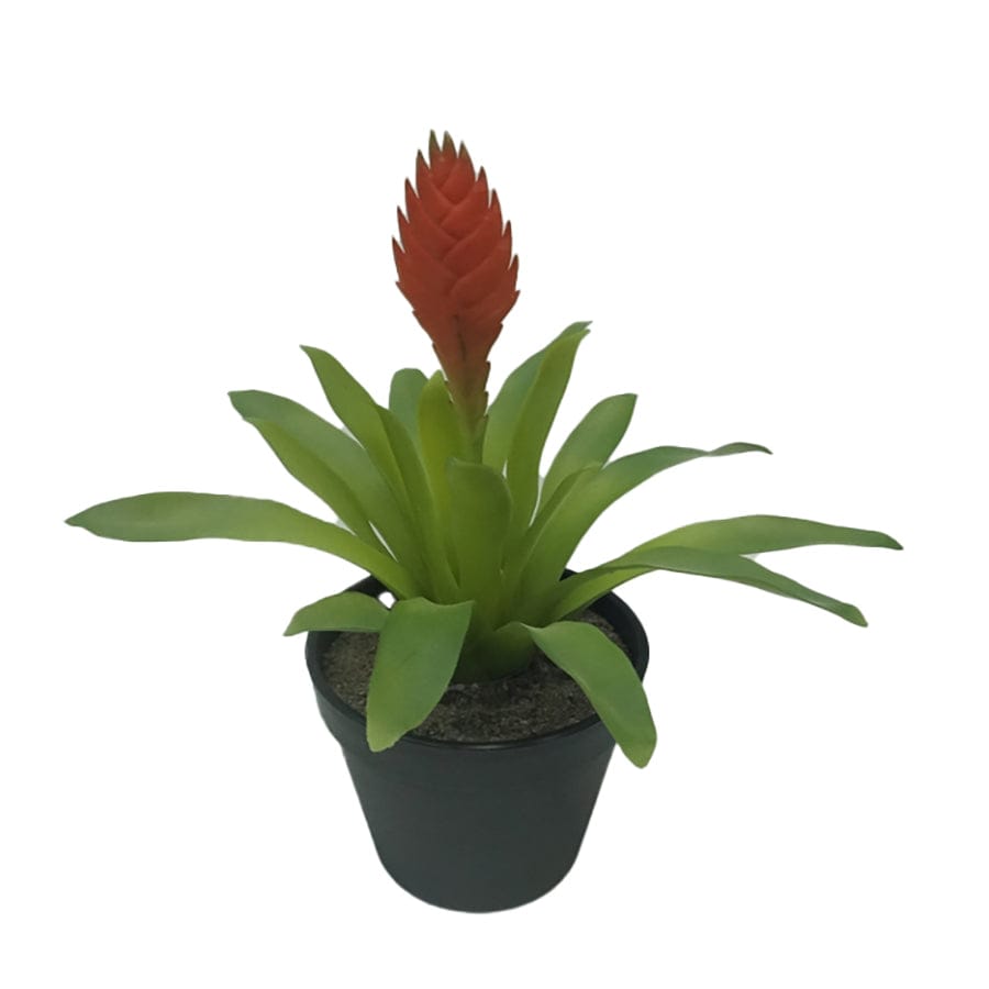 Bromeliad Potted