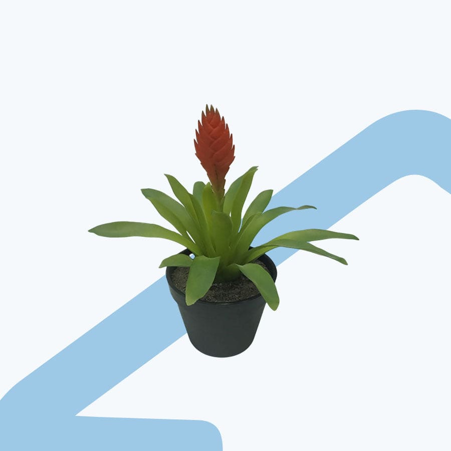Bromeliad Potted
