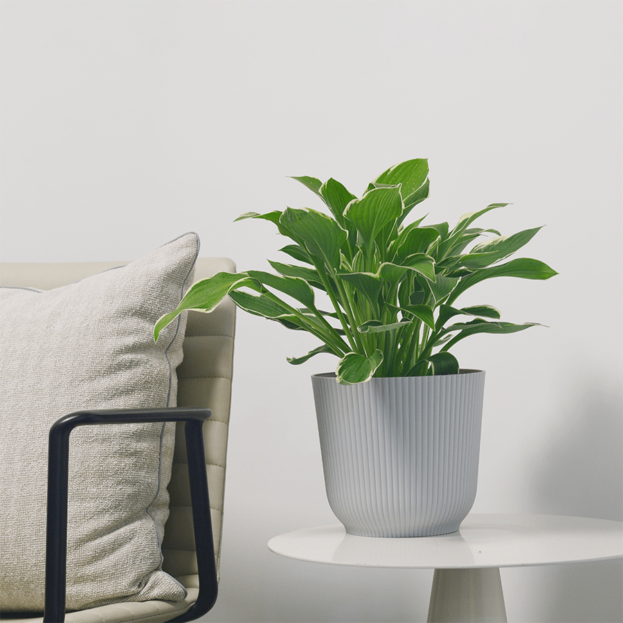 Darcy Plastic Pot Darcy Plastic Pot 16 cm Mandaue Foam