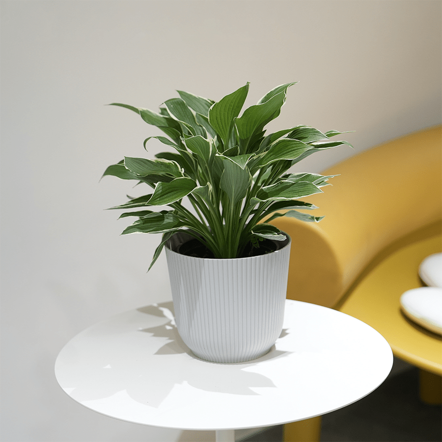 Darcy Plastic Pot Darcy Plastic Pot 16 cm Mandaue Foam