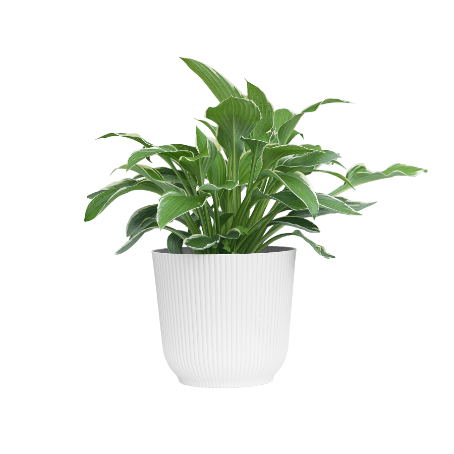 Darcy Plastic Pot Darcy Plastic Pot 16 cm Mandaue Foam