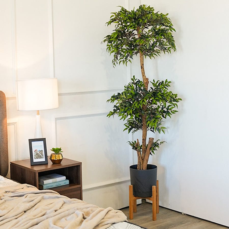 Eucalyptus Topiare Potted Plant 150 cm