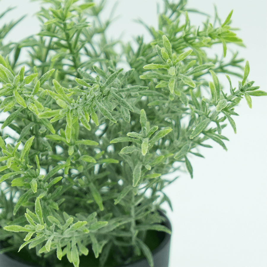 Evergreen Shrub Evergreen Shrub Mandaue Foam