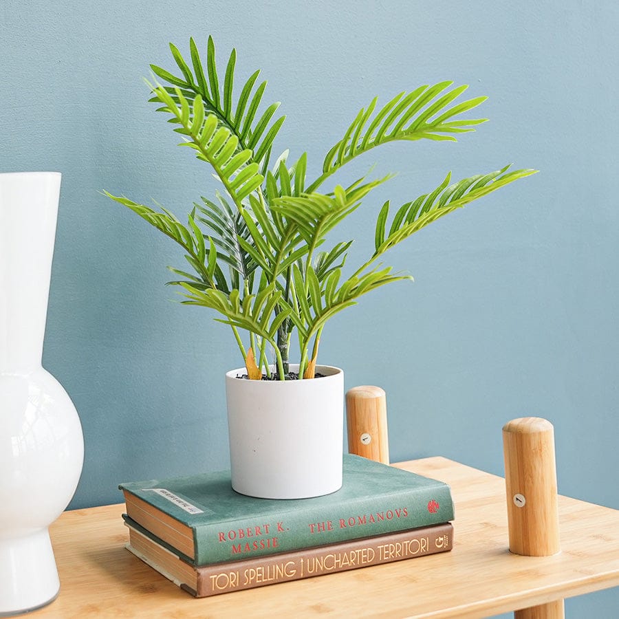 Florida Palm Potted Plant 35 cm