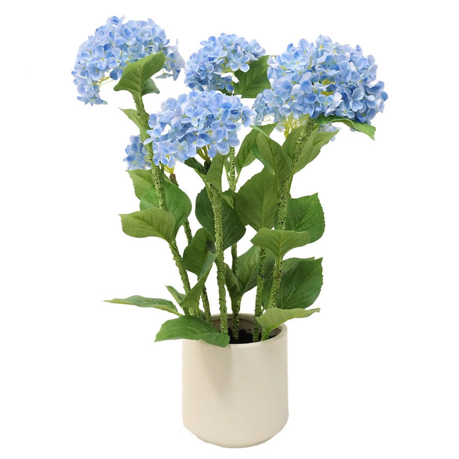 Hydrangea Potted 70 cm