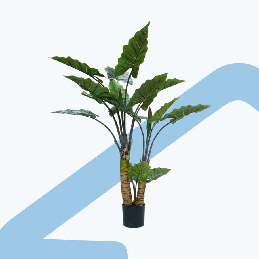 Ivory Coast Alocasia Potted Plant 160 cm